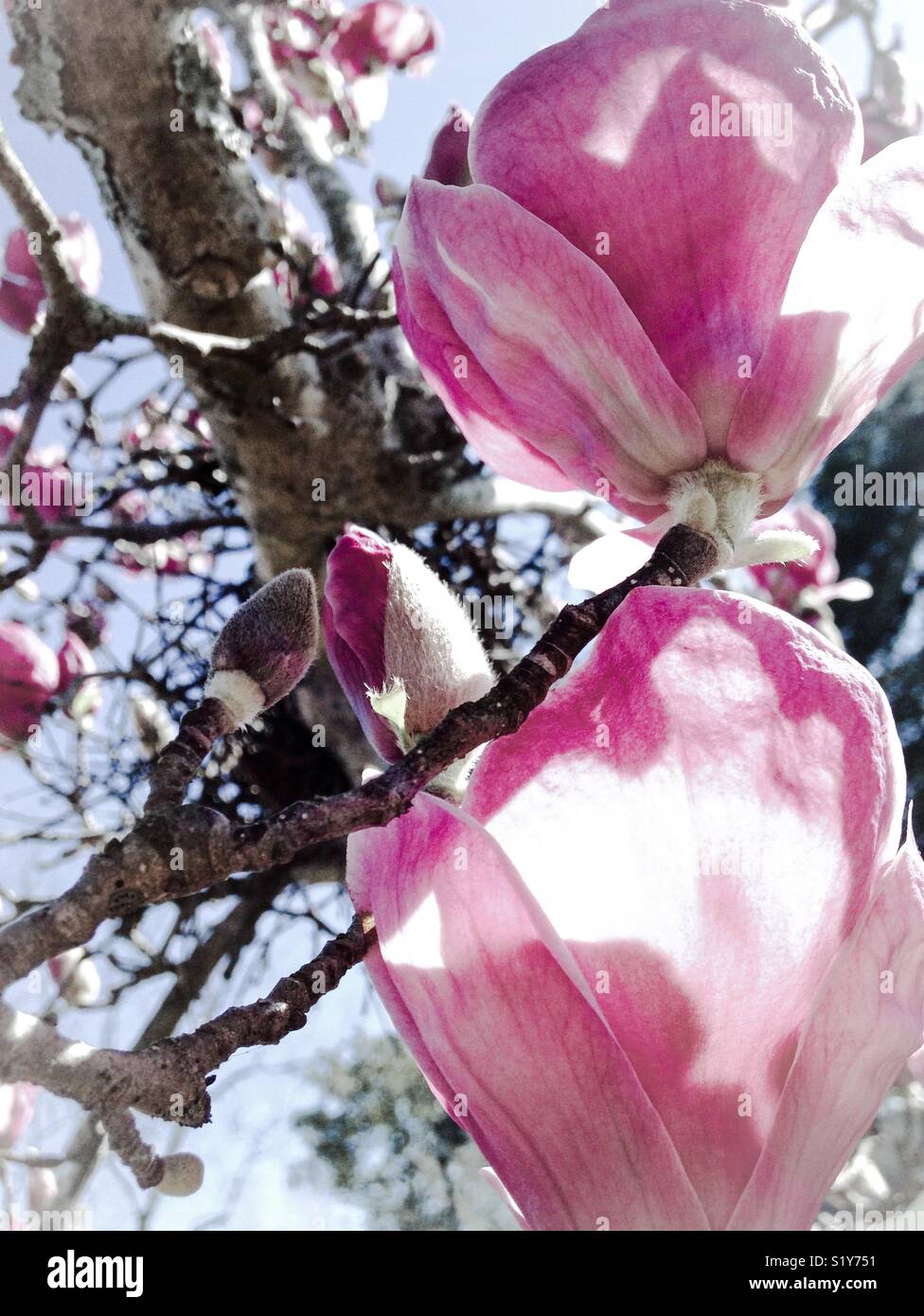 Misty closeup of tulip magnolia blossoms against blue skies - Smartphone Captured Stock Image