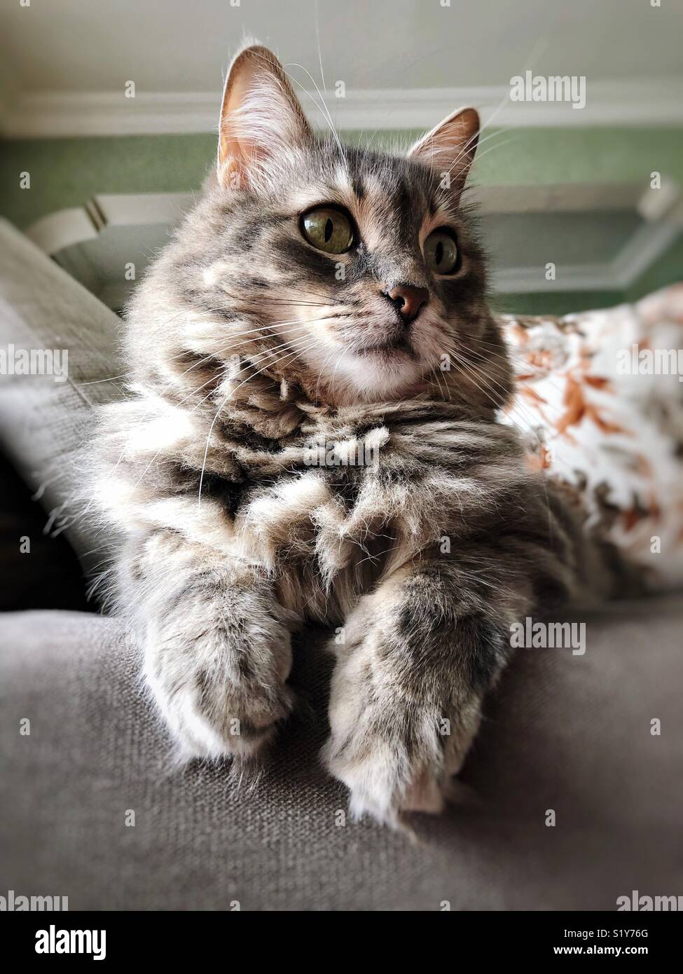 Grey cat sofa hi-res stock photography and images - Alamy