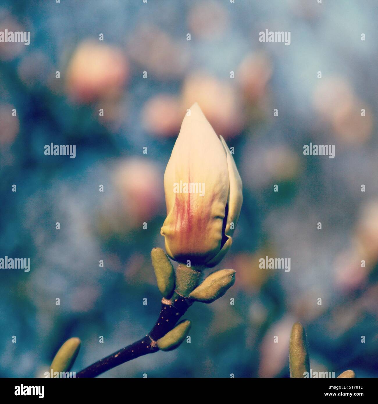 An unopened magnolia bud emerging in spring - Smartphone Captured Stock Image