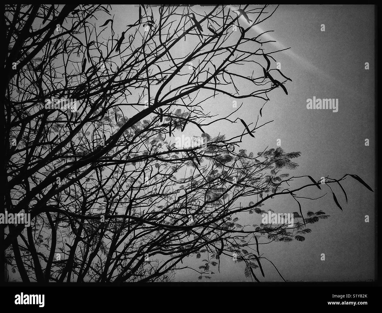 Dey branches of trees as summers are nearing in India. - Smartphone Captured Stock Image