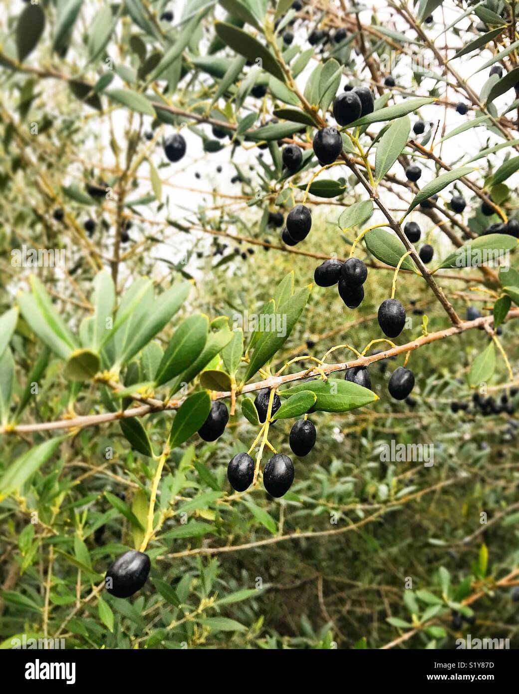 Black olives in an olive tree in Seville, Andalusia, Spain Stock Photo