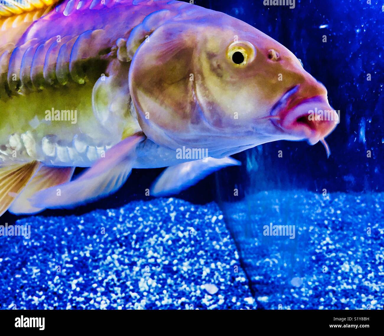 Giant Koi fish closeup - Smartphone Captured Stock Image