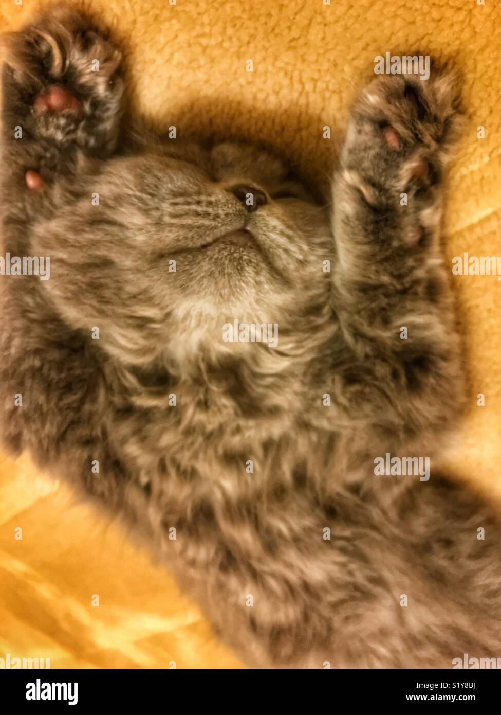 I need a nap - Smartphone Captured Stock Image