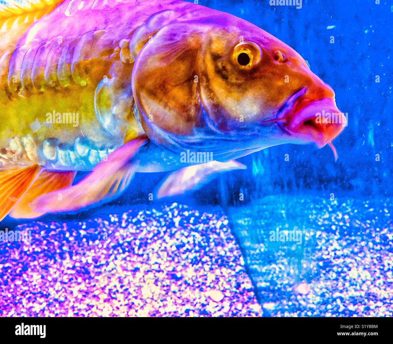 Giant Koi fish closeup - Smartphone Captured Stock Image