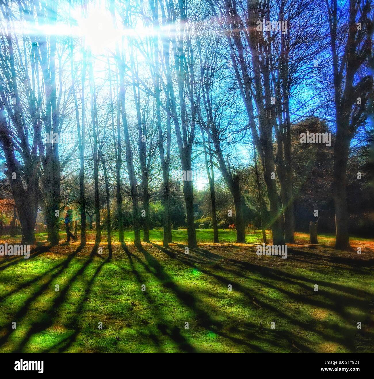 A walk in the park - Smartphone Captured Stock Image