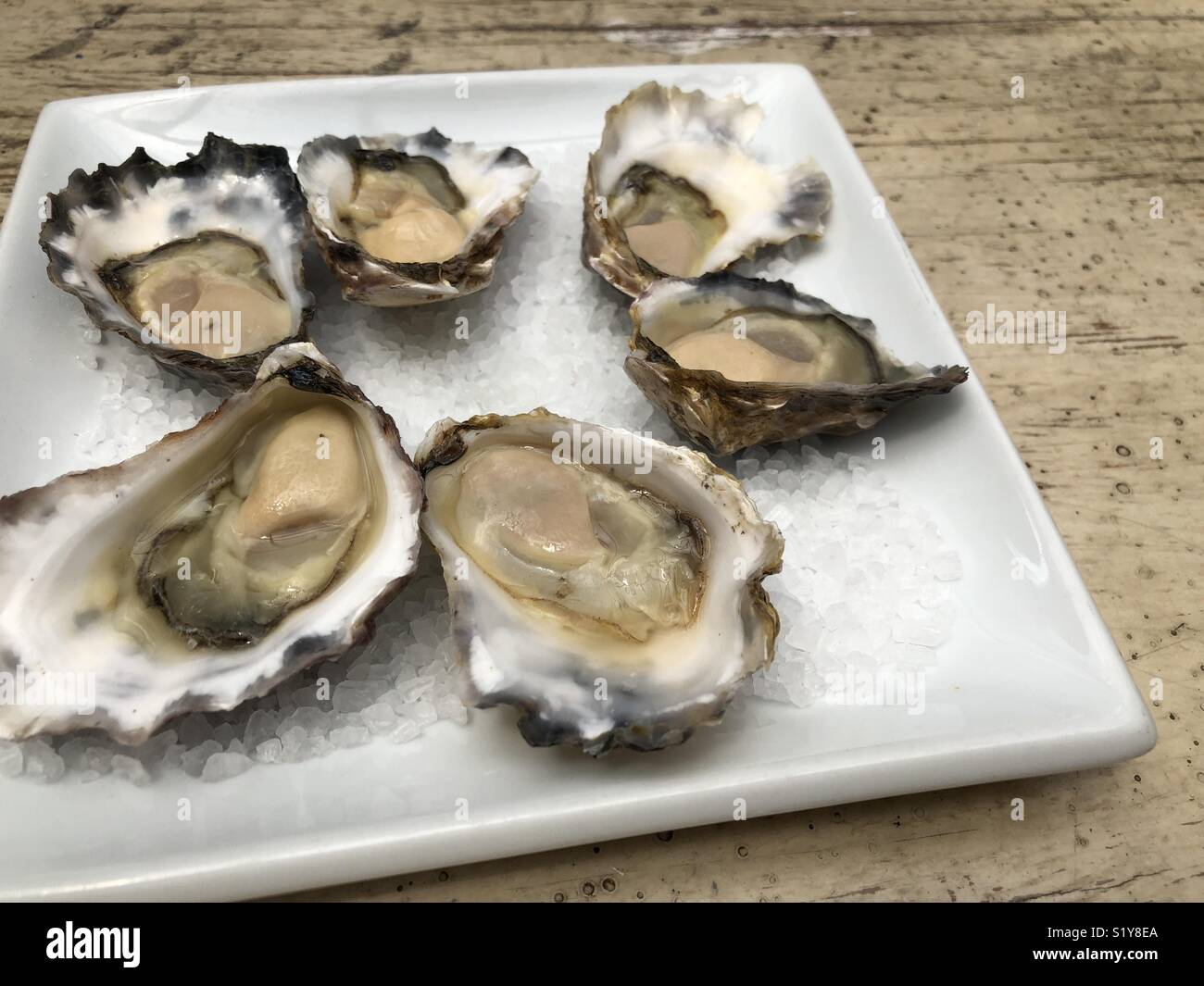 Oysters open and served - Smartphone Captured Stock Image