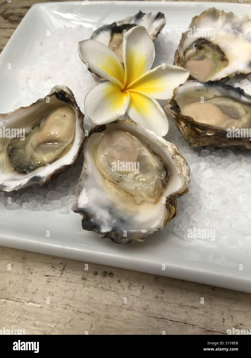 Oysters and frangipani flower - Smartphone Captured Stock Image
