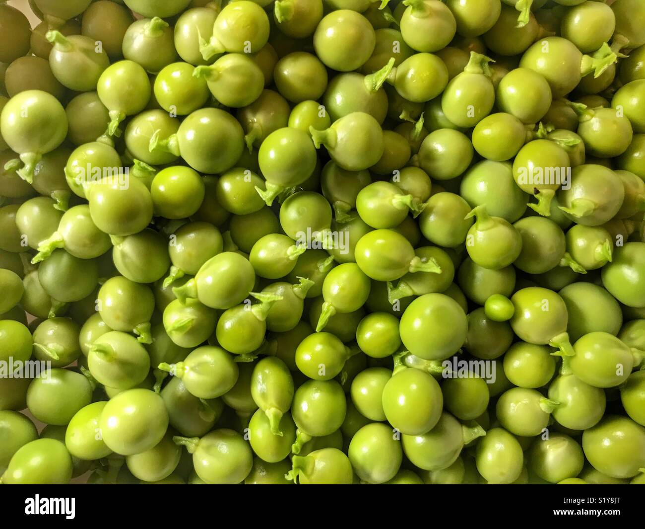 Fresh, green, garden peas - Smartphone Captured Stock Image