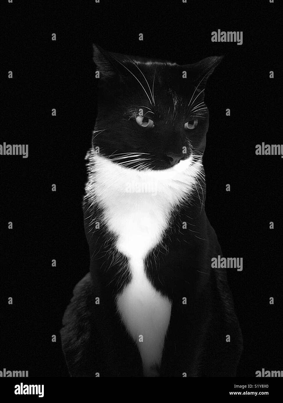 Black and White Cat against a black background Stock Photo - Alamy