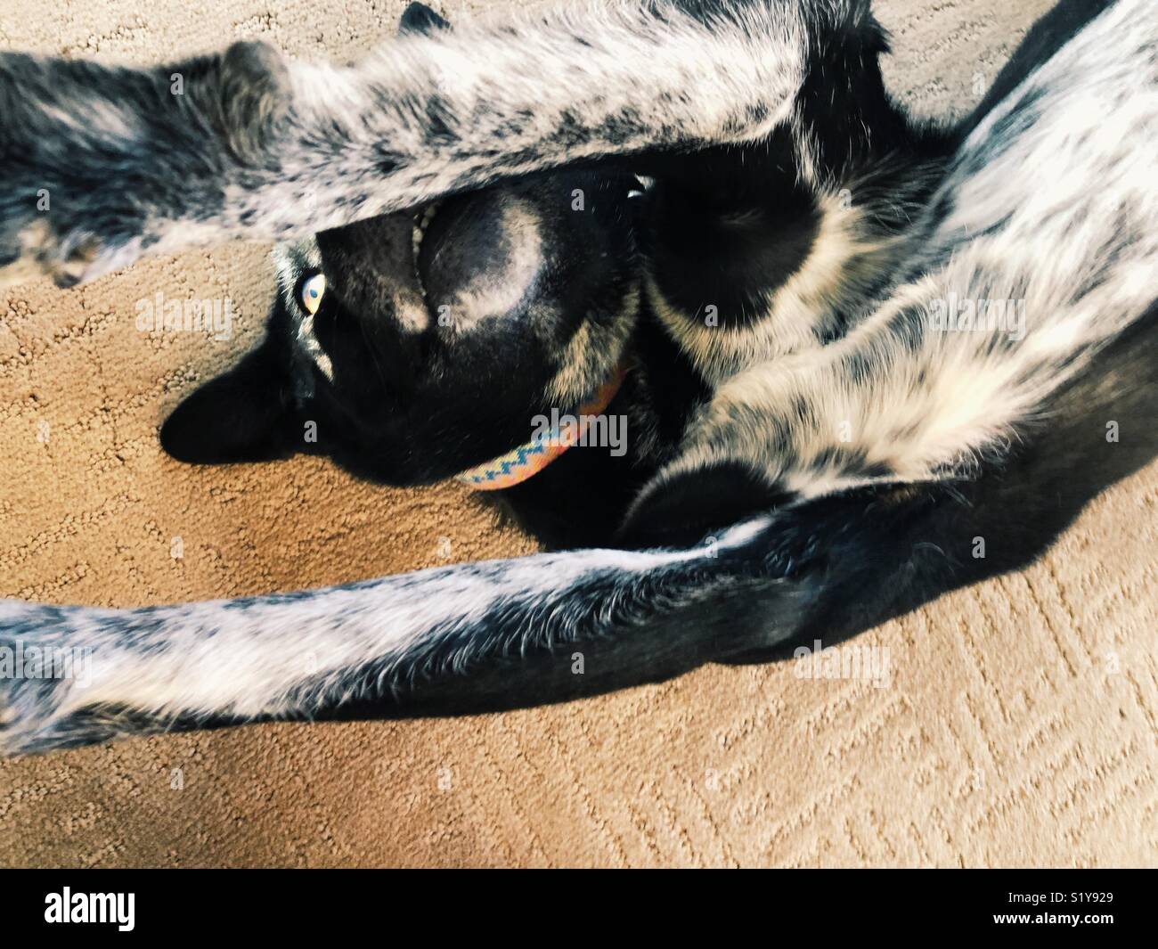 Black And White Medium Sized Dog On Her Back Chest Belly Paws Eye Carpet Stock Photo Alamy