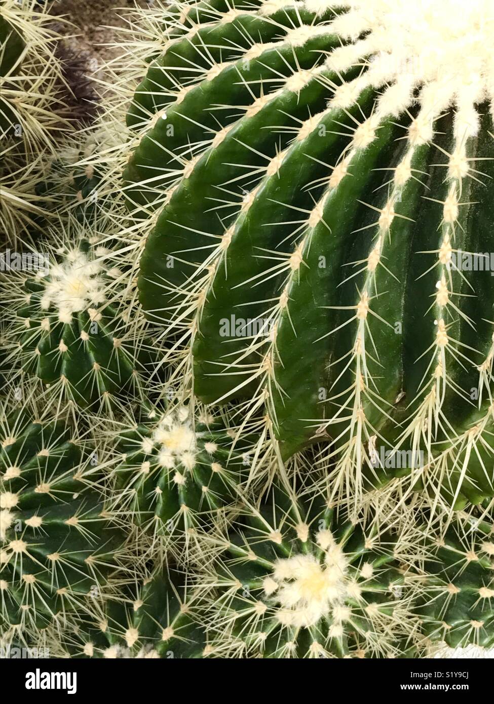 Cactus. - Smartphone Captured Stock Image