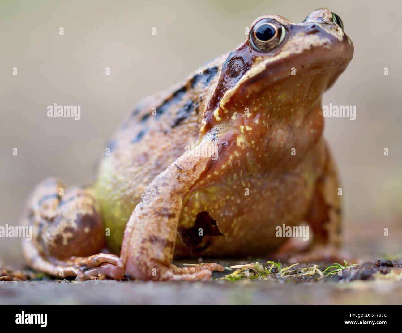 FROSCH NAHAUFNAHME IM WASSER große helle Froschaugen Makro Nahaufnahme  Stockfotografie - Alamy