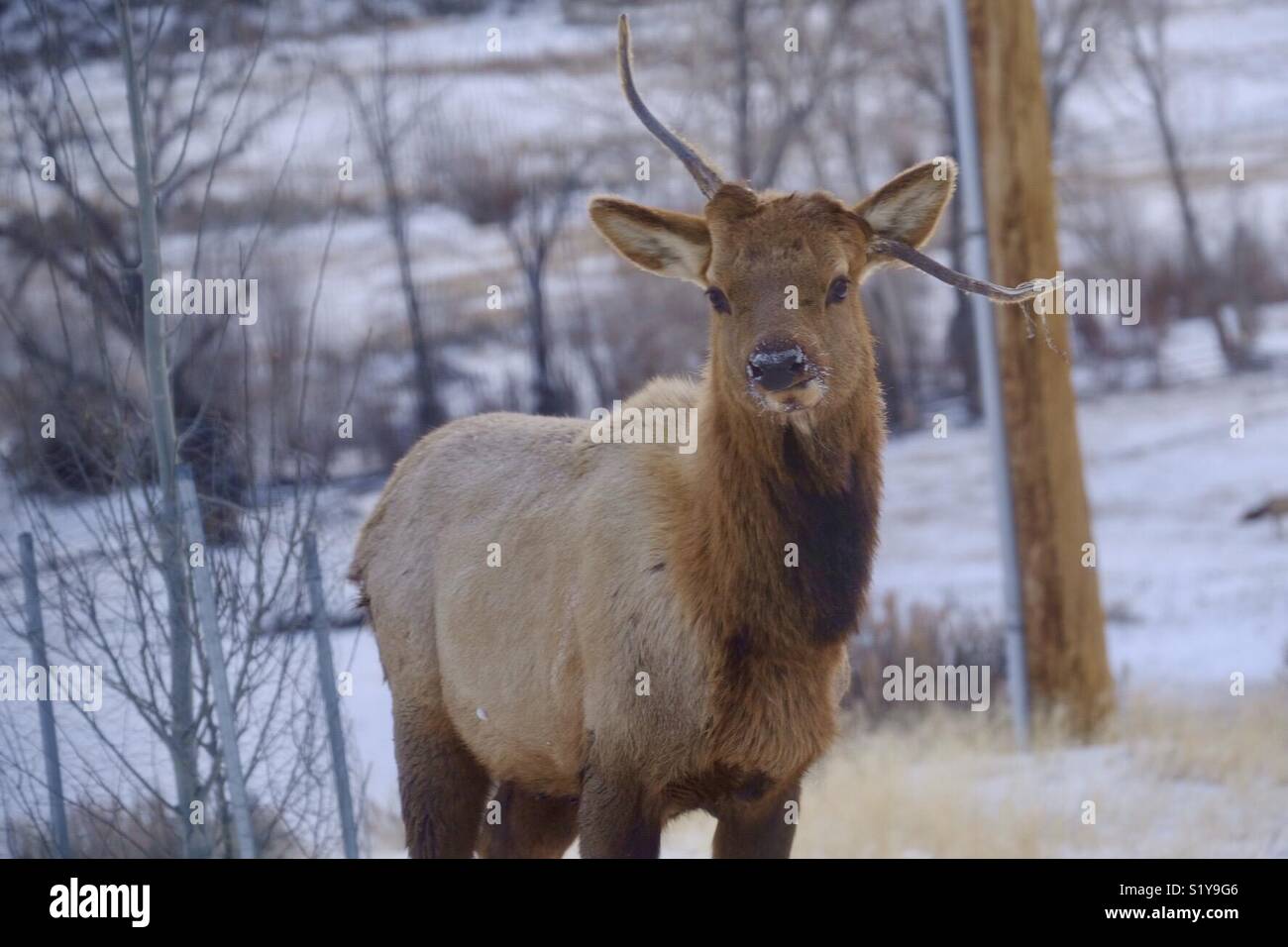 Young Bull Elk with a drooping antler Stock Photo