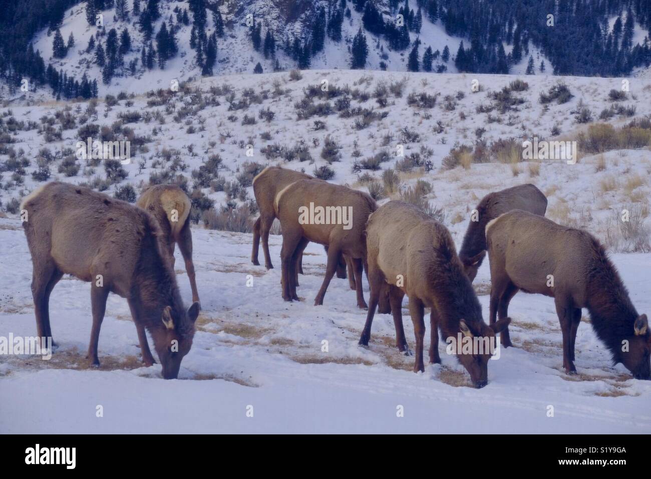 Elk herd grazing in the snow Stock Photo