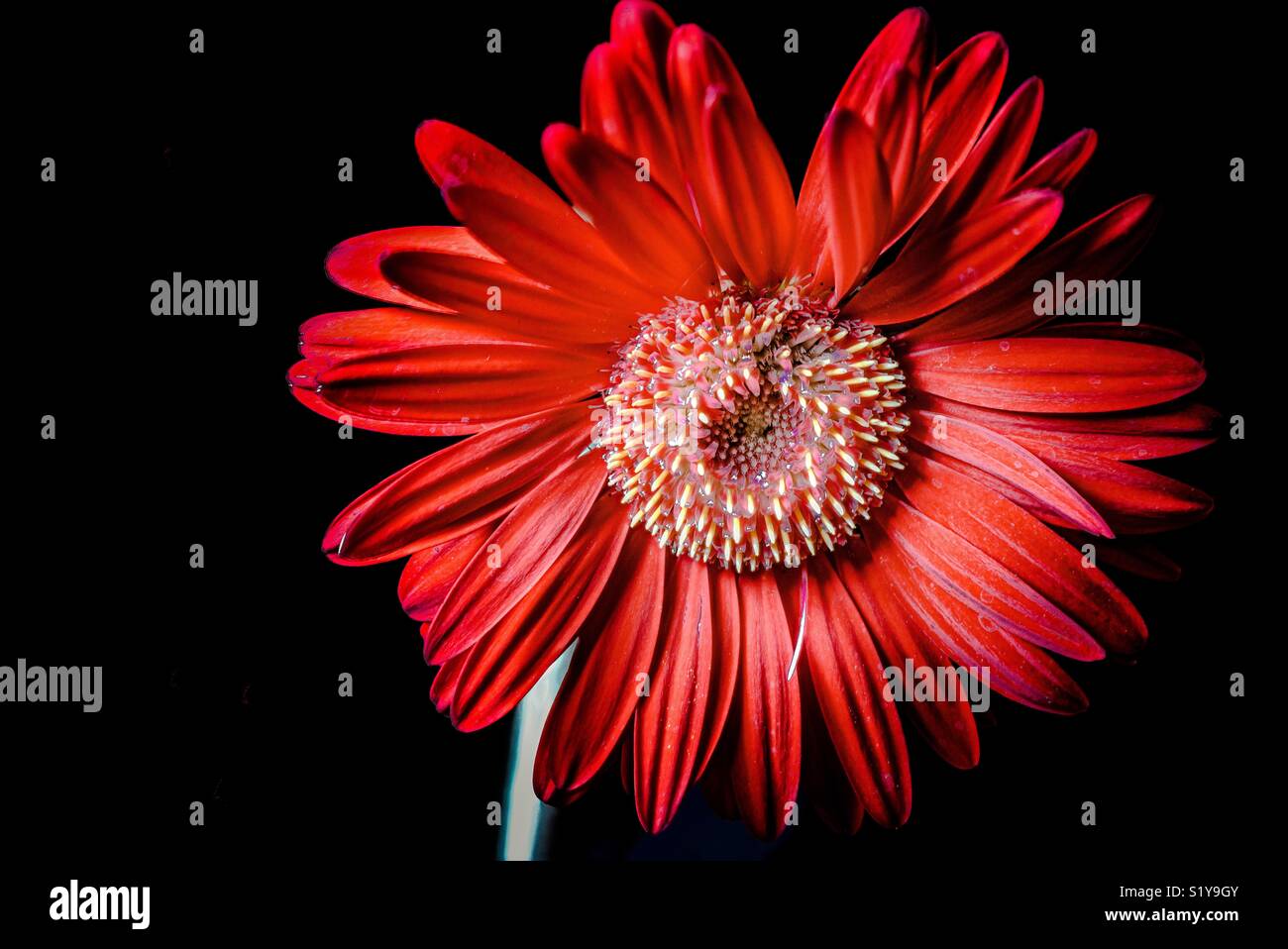 Red Daisy flower Stock Photo