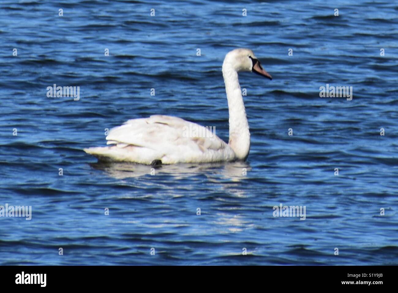 Mute Swan in March. Bushy Point Beach. Stock Photo