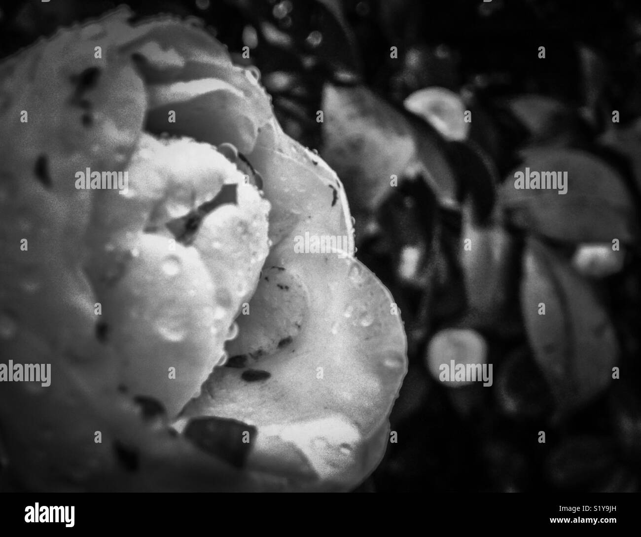 Black and white photo of white camellia covered with raindrops - Smartphone Captured Stock Image