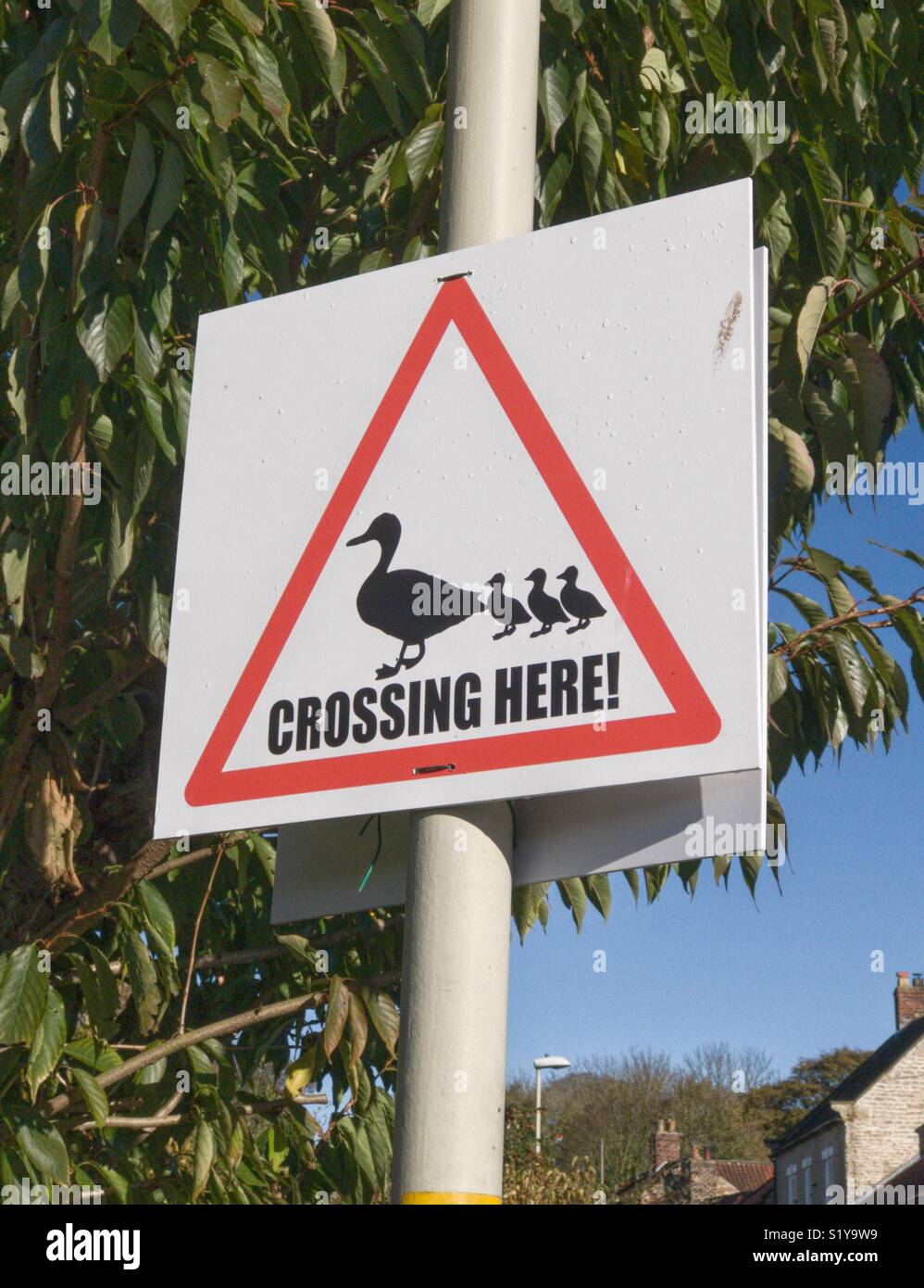 Duck crossing road sign Yorkshire UK Stock Photo