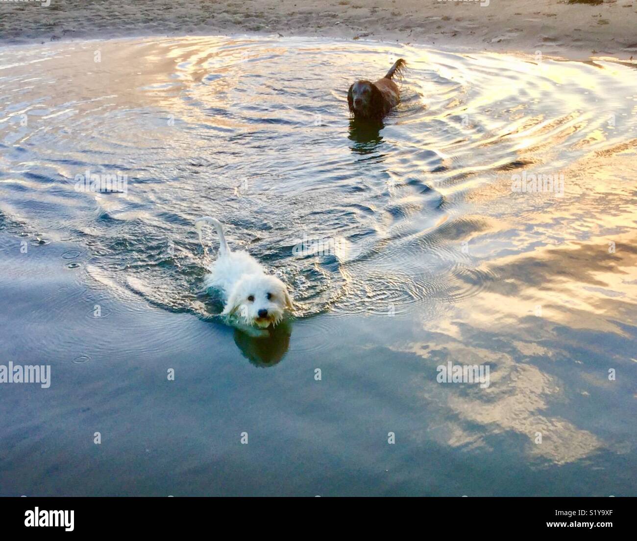 Dogs Swimming in a Rock Pool Stock Photo