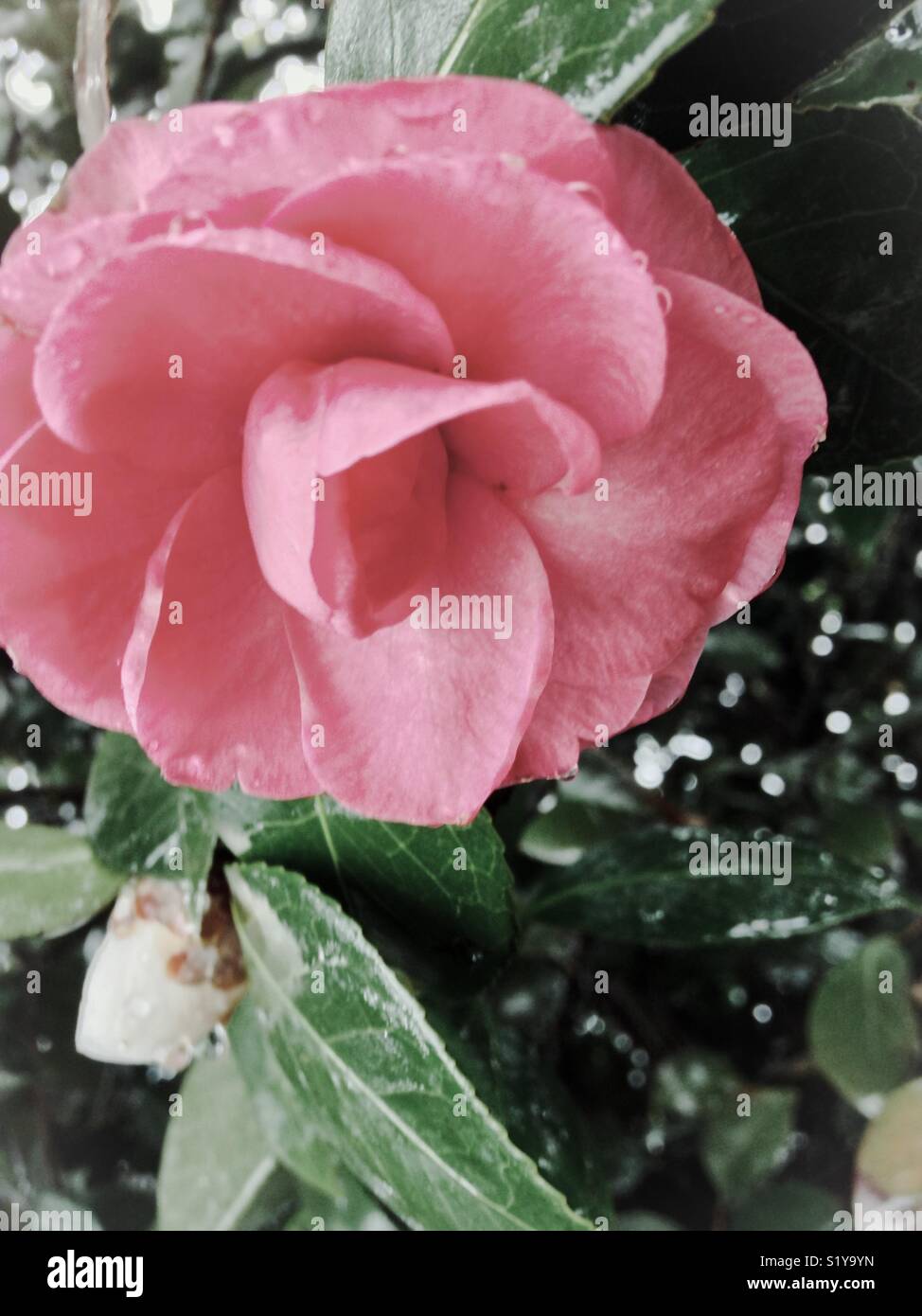 Huntington in Bright Pink Camellia
