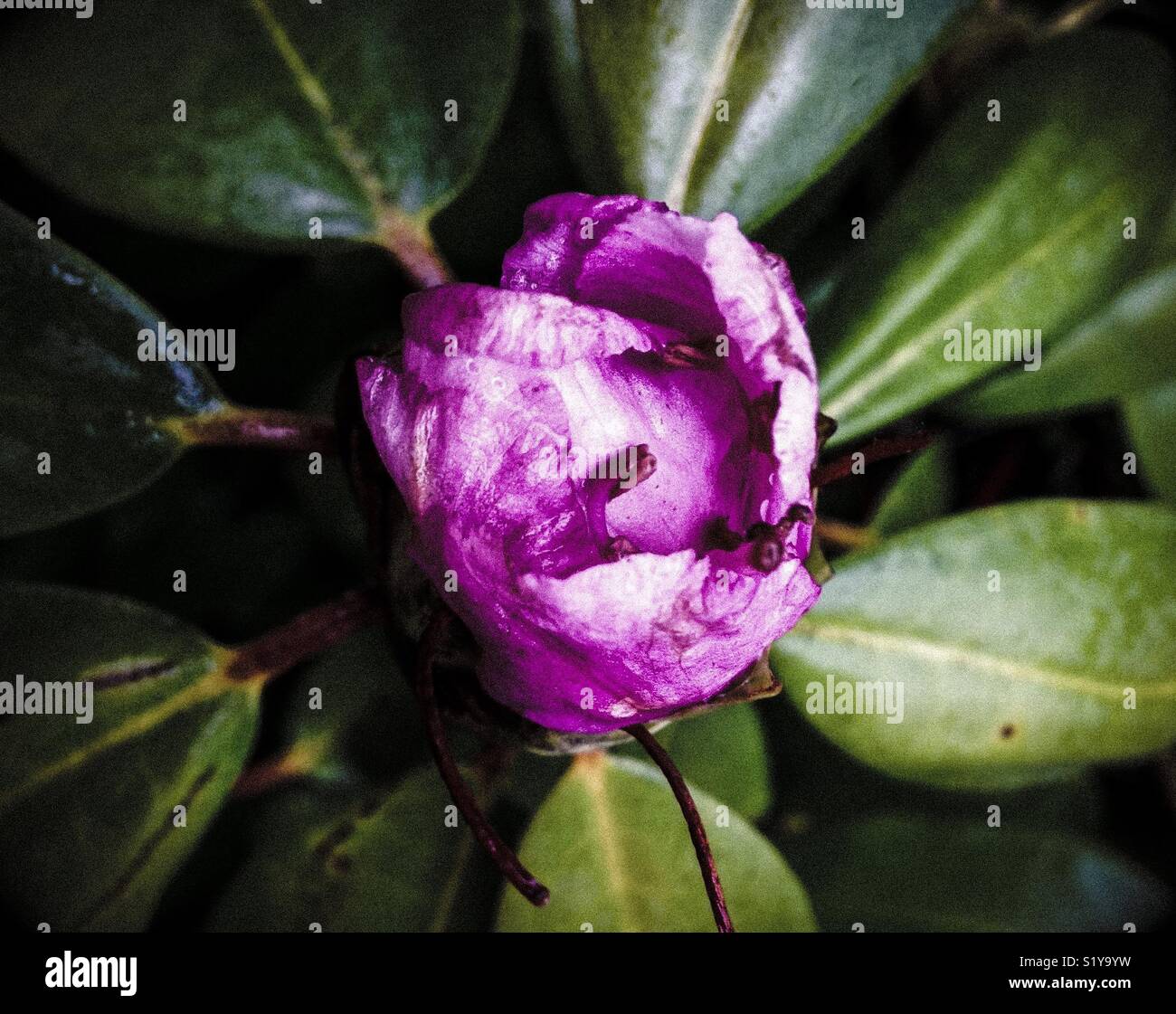 Lavender rhododendron bud with fanned out leaves - Smartphone Captured Stock Image