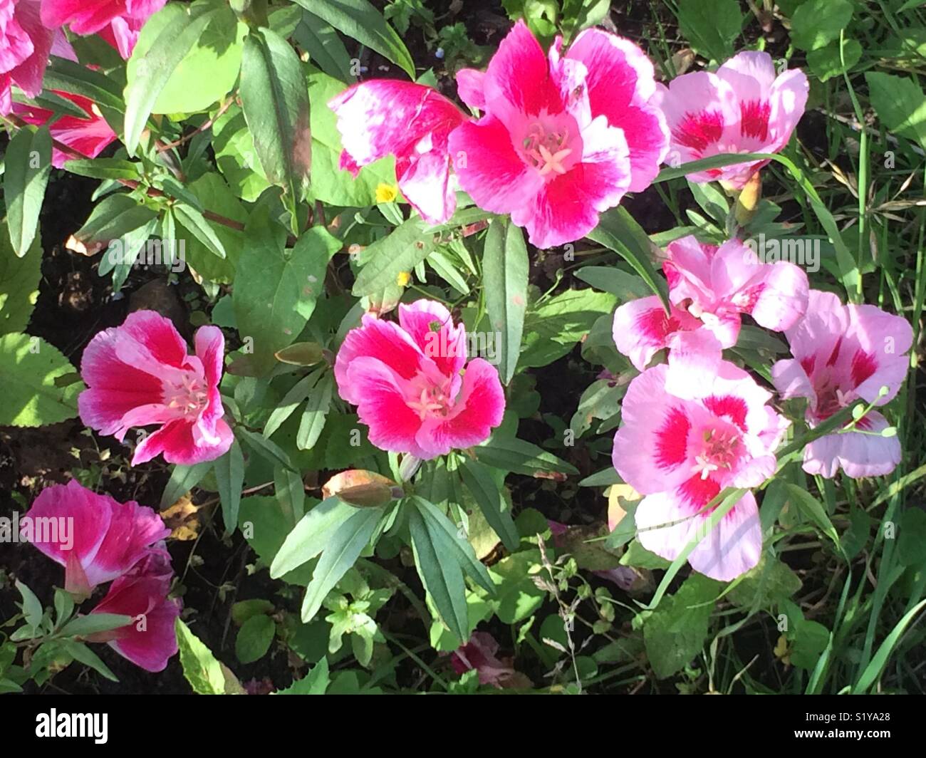 Godetia, aka clarkia amoena Stock Photo Alamy