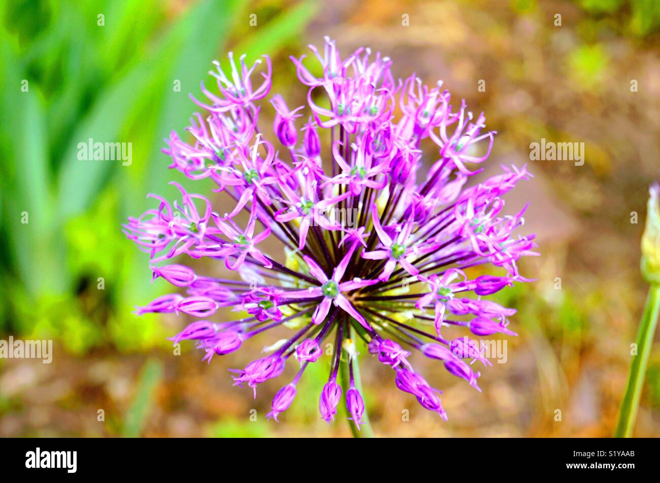 lilac dandelion - Smartphone Captured Stock Image