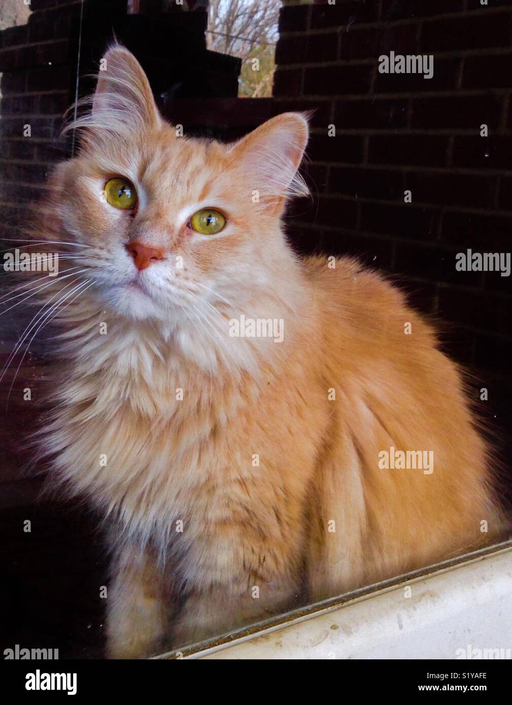 Wistful cat gazes out front door Stock Photo