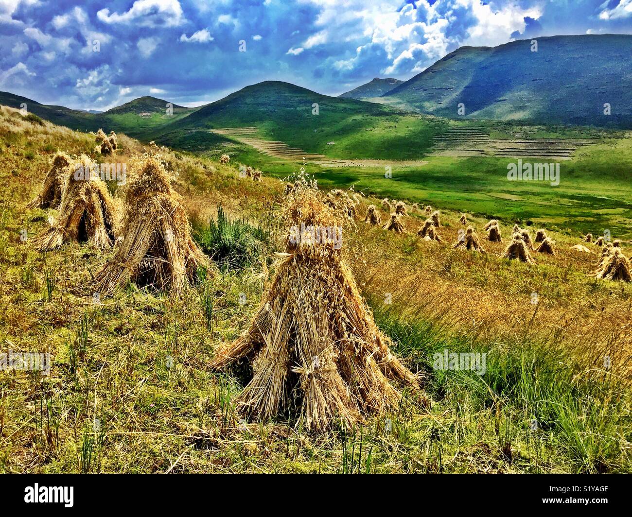 Hay stacks in Rural Lesotho on a Mountainside. - Smartphone Captured Stock Image