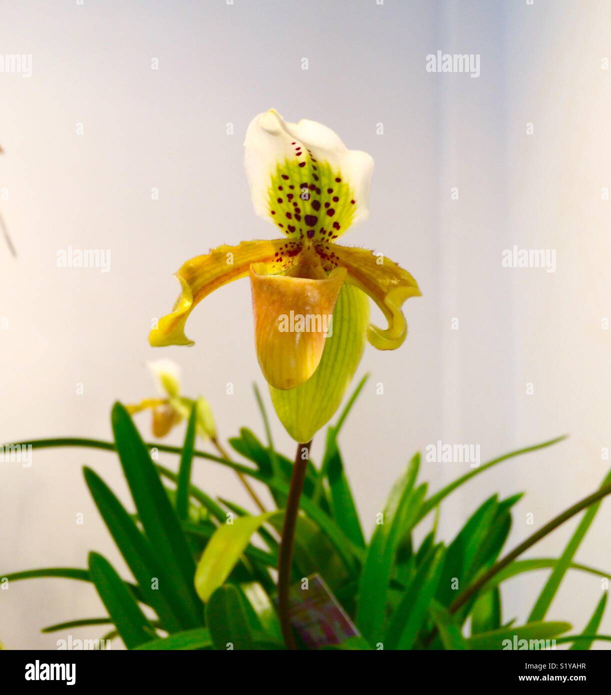 Orchid Paphiopedilium Stock Photo