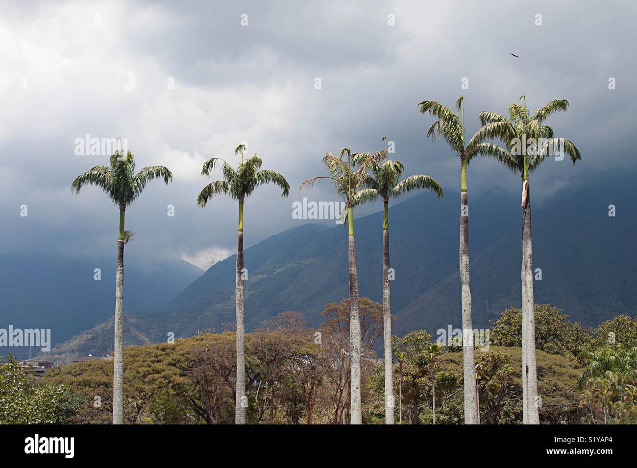 Palm trees landscape in Caracas, Venezuela - Smartphone Captured Stock Image