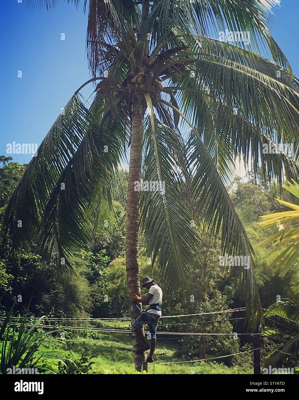 Man climbing coconut tree Stock Photo