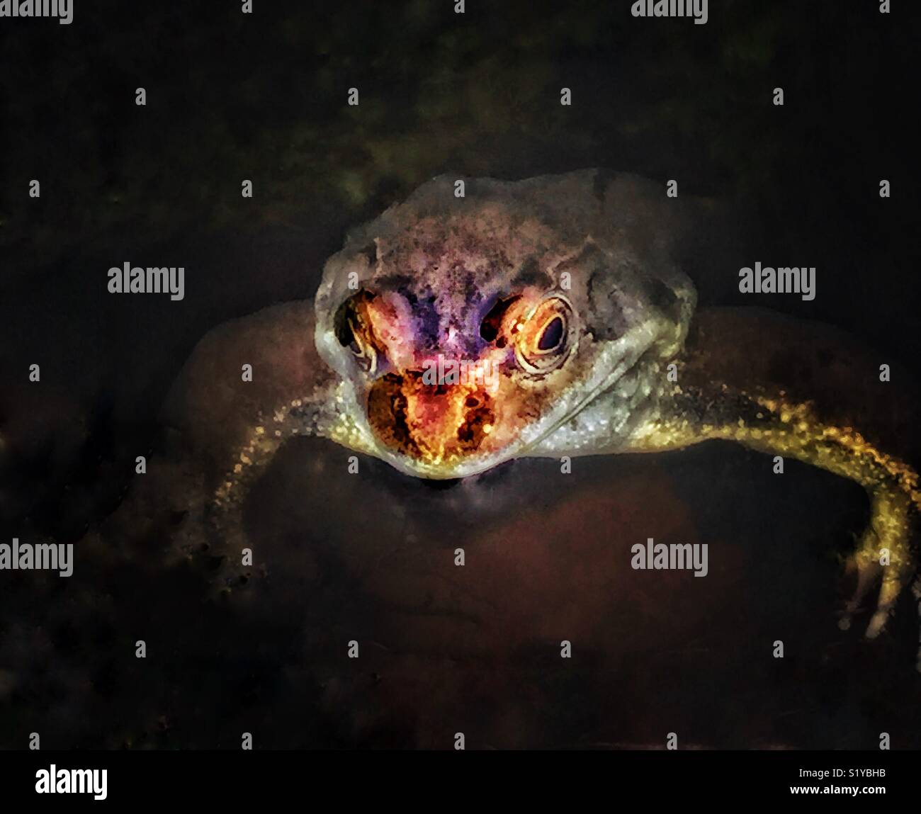 Frog in a pond. - Smartphone Captured Stock Image