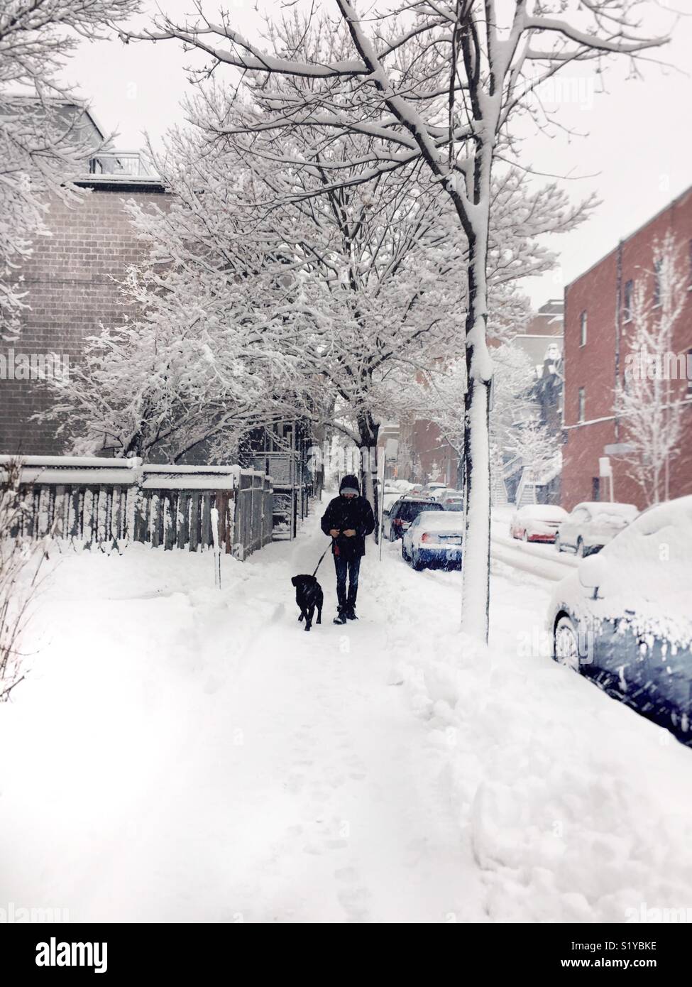 A man walking his dog in the snow. - Smartphone Captured Stock Image