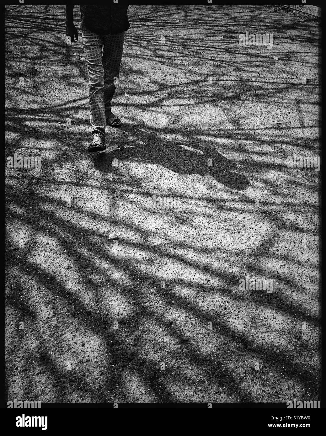 Life in a shadows, man walking under shadows of trees. - Smartphone Captured Stock Image