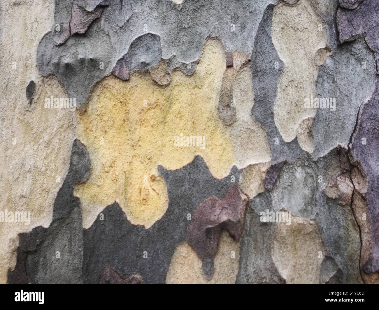 Close up of peeling  and flaking of the outer bark of a Plane tree. Stock Photo
