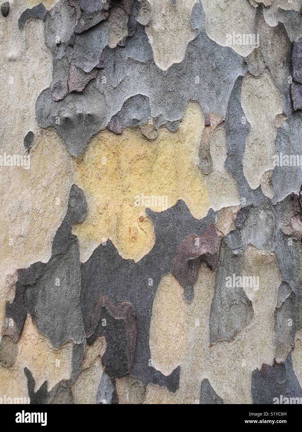 Detail of peeling and flaking of the outer bark layer of a Plane tree trunk. Stock Photo