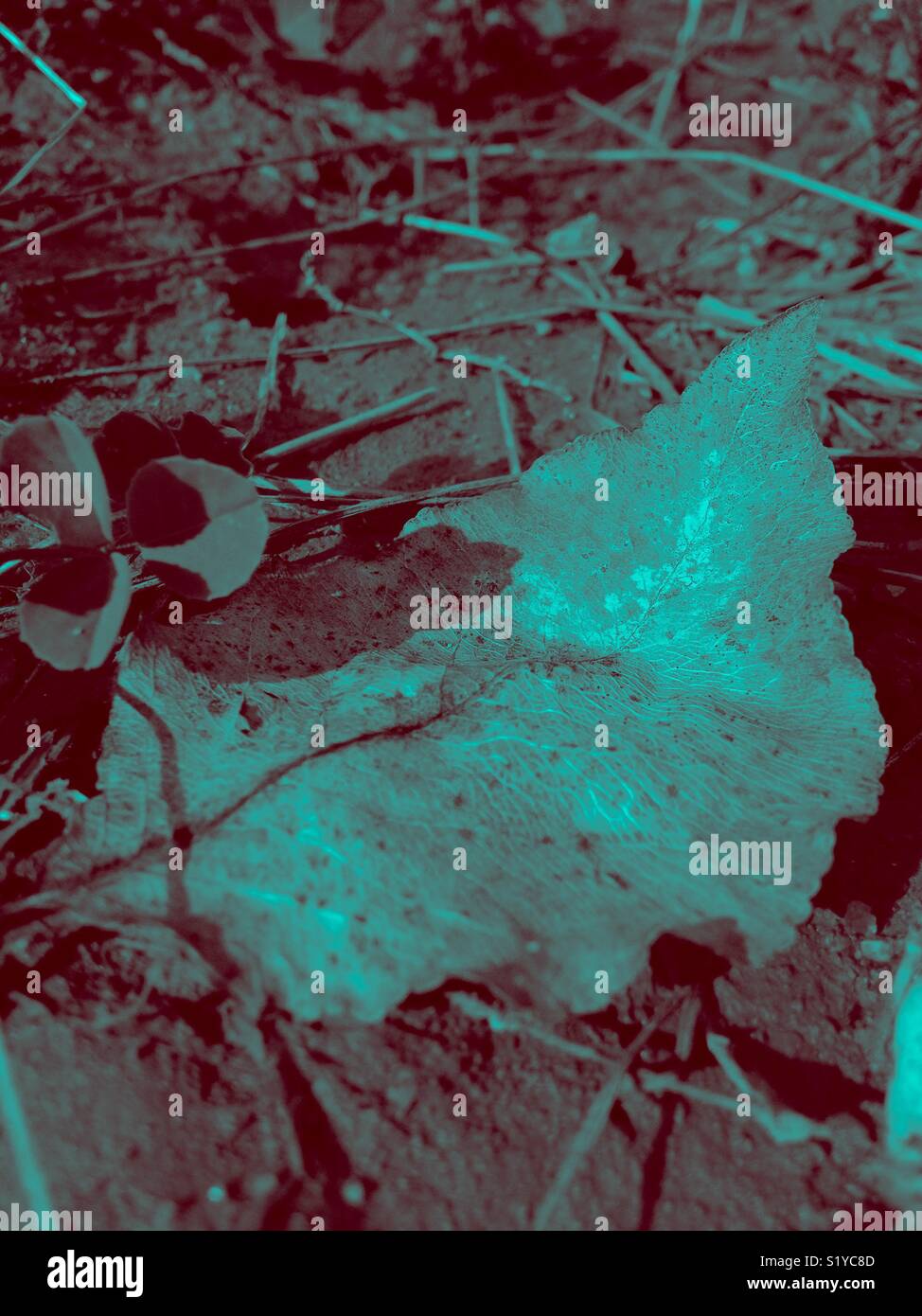 Aqua toned winter leaf - Smartphone Captured Stock Image