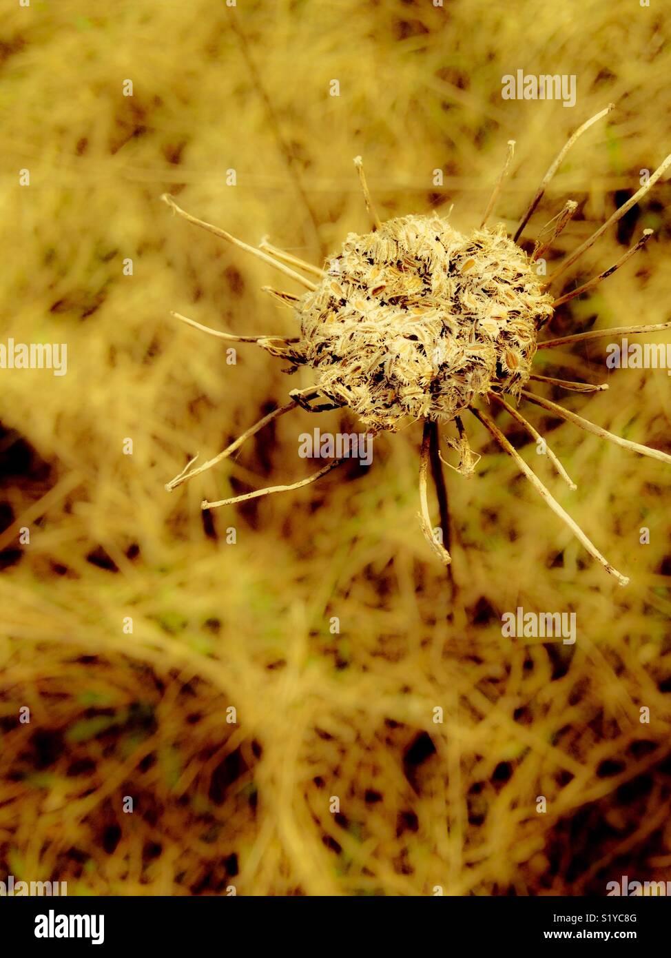 Glowing photo of Queen Anne's Lace seed head - Smartphone Captured Stock Image