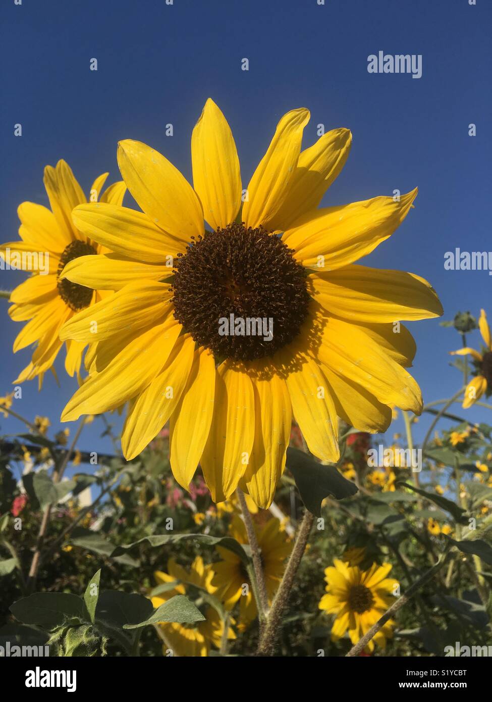 Sunflower looks like glowing sun Stock Photo