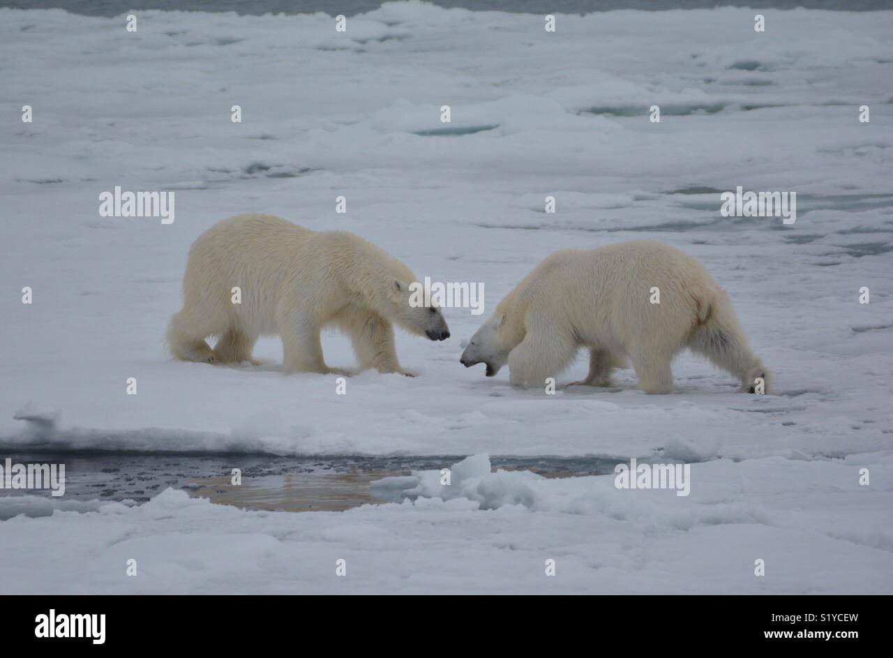 Polar Bears fighting Stock Photo