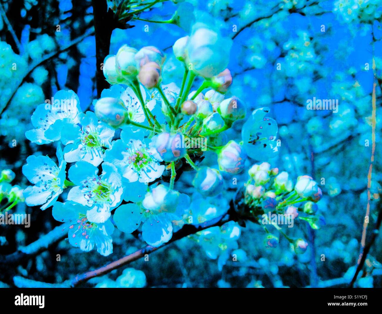 Blue tinted photo of white crab apple blossoms on tree - Smartphone Captured Stock Image