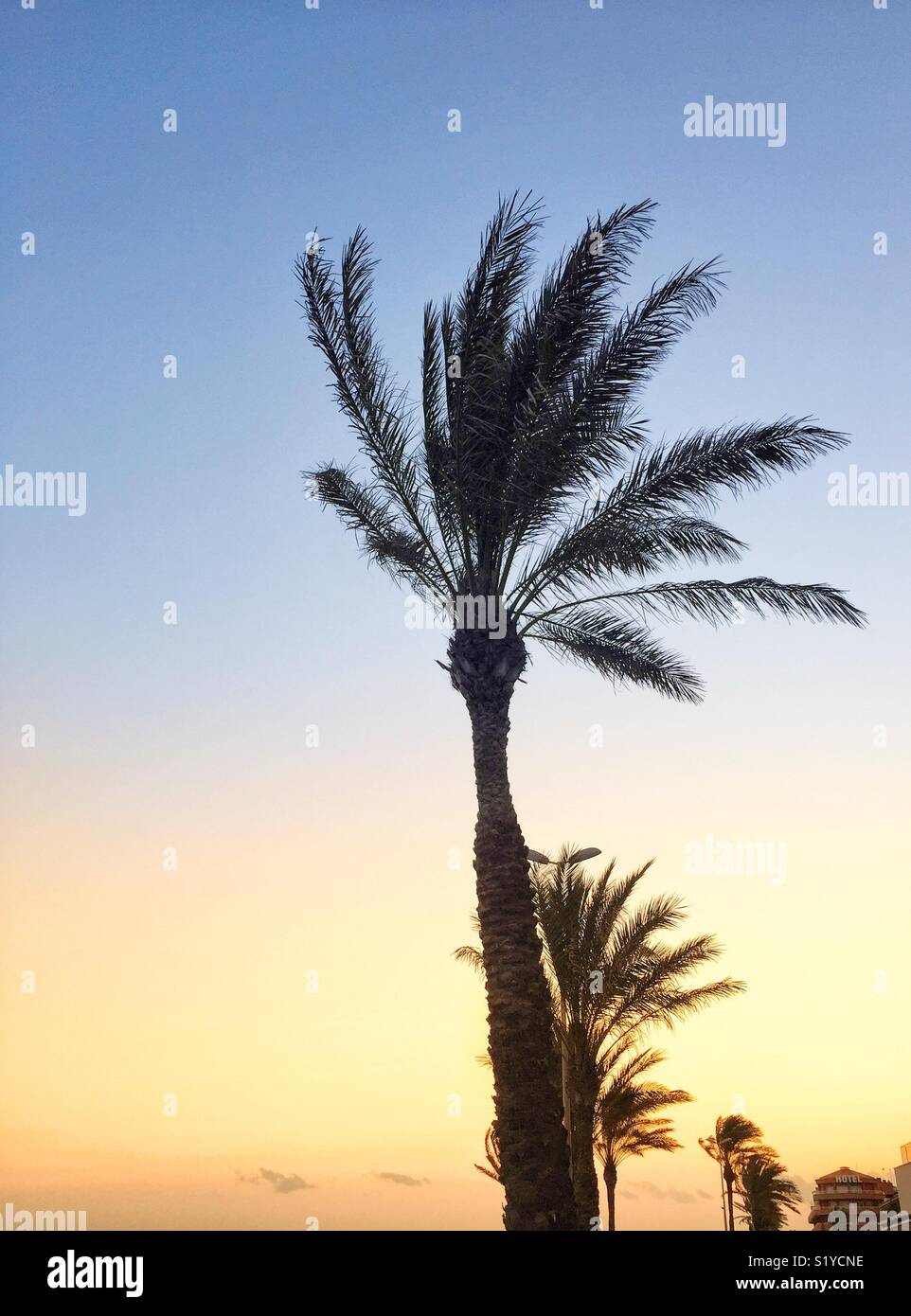 Palm trees silhouetted against a colourful sky Stock Photo - Alamy