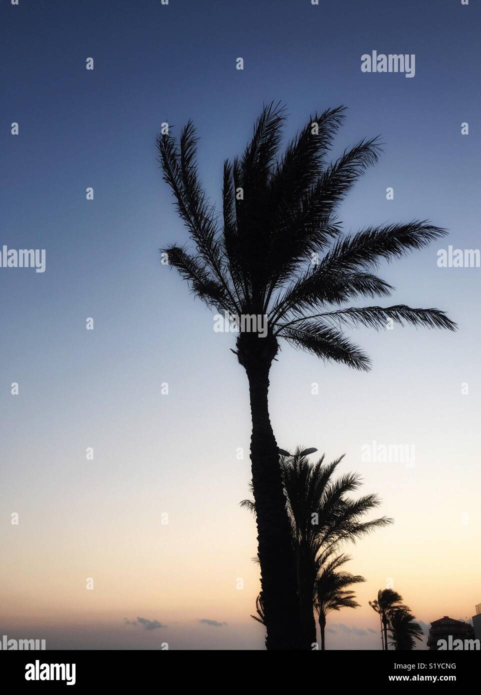 Palm trees silhouetted against a colourful sky - Smartphone Captured Stock Image