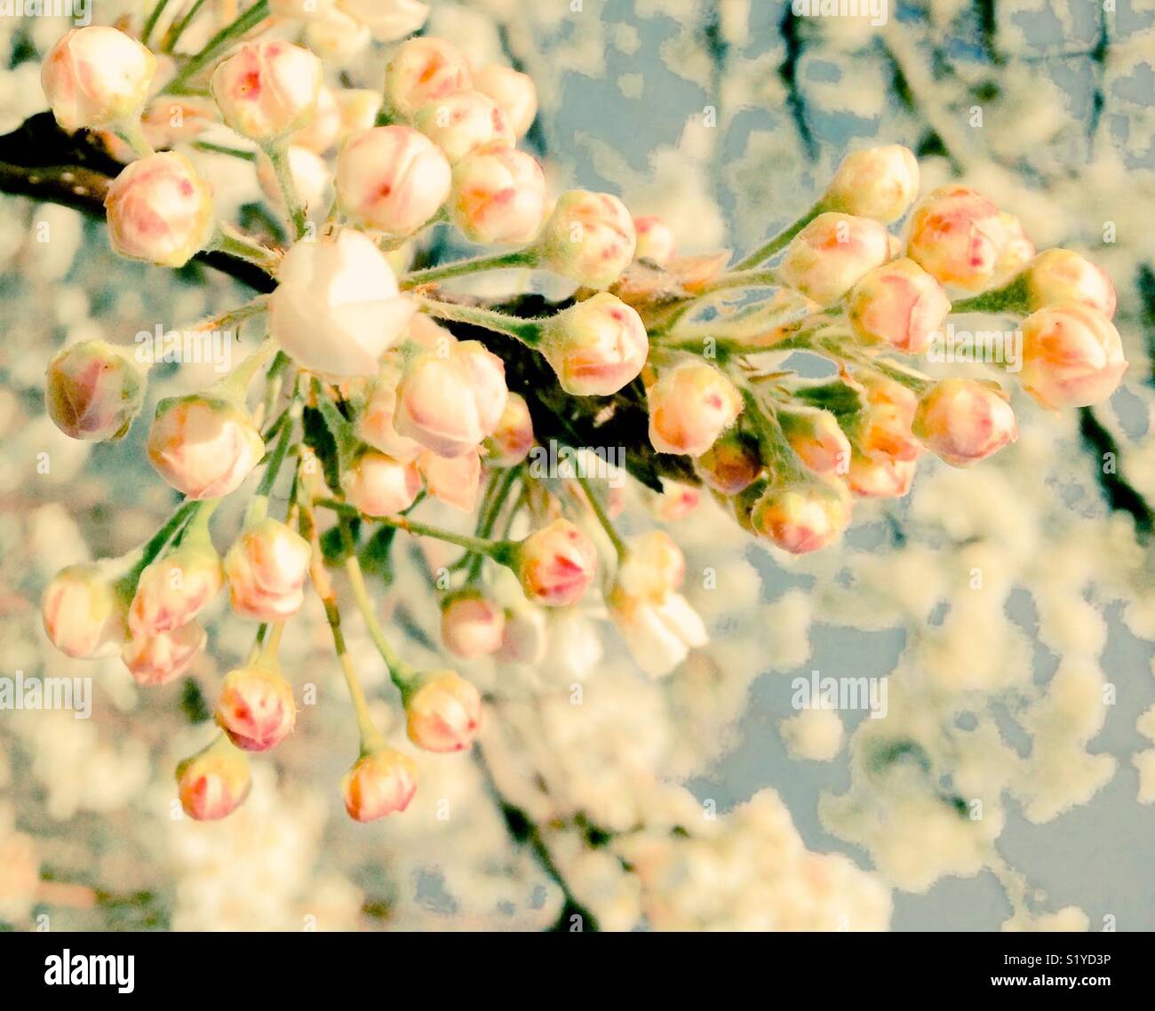 White crabapple blossoms in spring - Smartphone Captured Stock Image