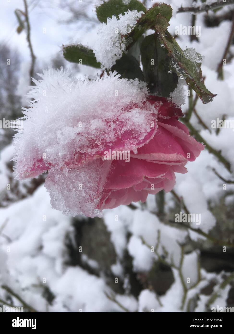 Rose flower frozen and engulfed in snow, Wye Valley, 12th December 2017 Stock Photo