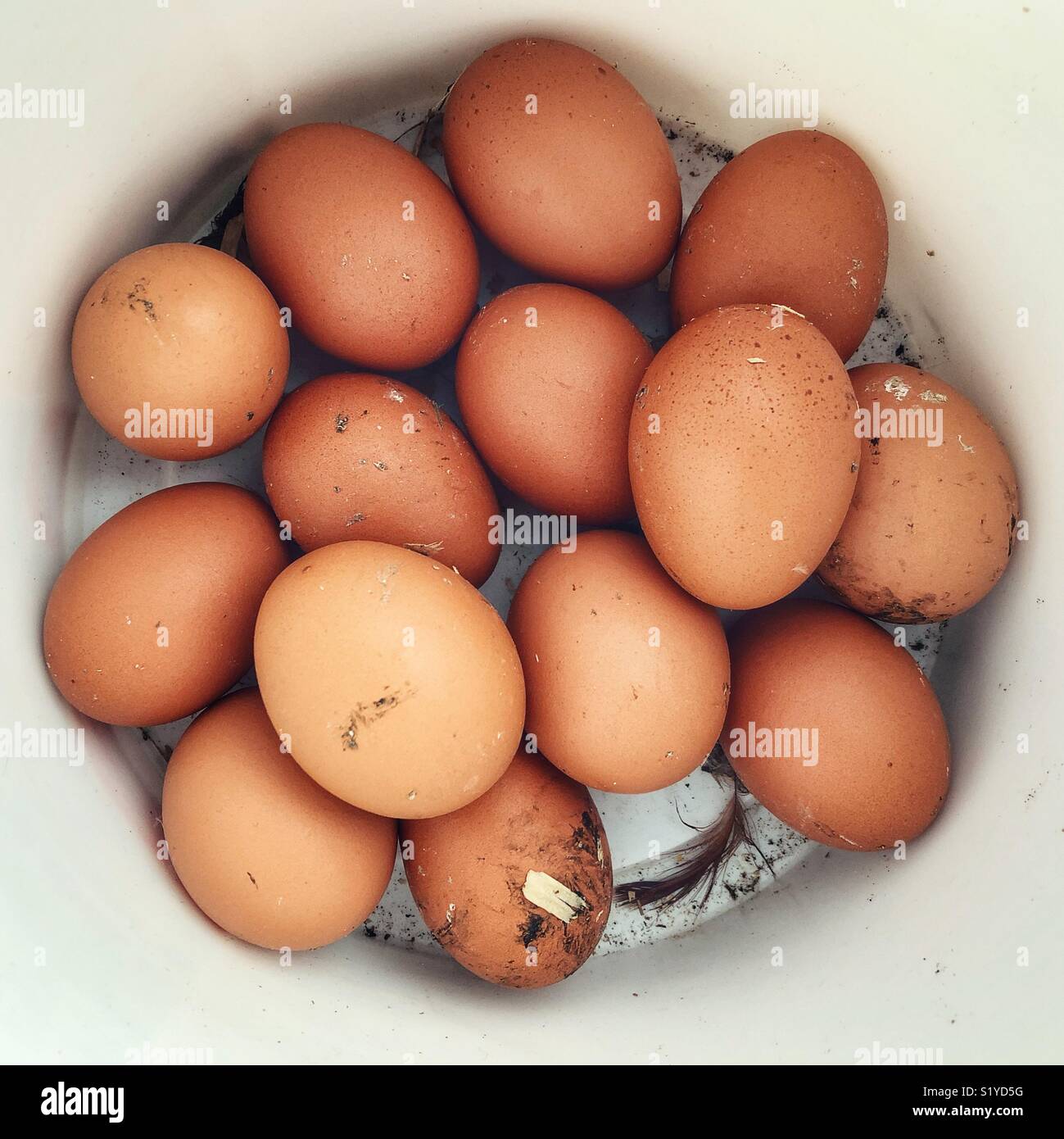 Freshly gathered free run brown backyard chicken eggs in a white bucket Stock Photo