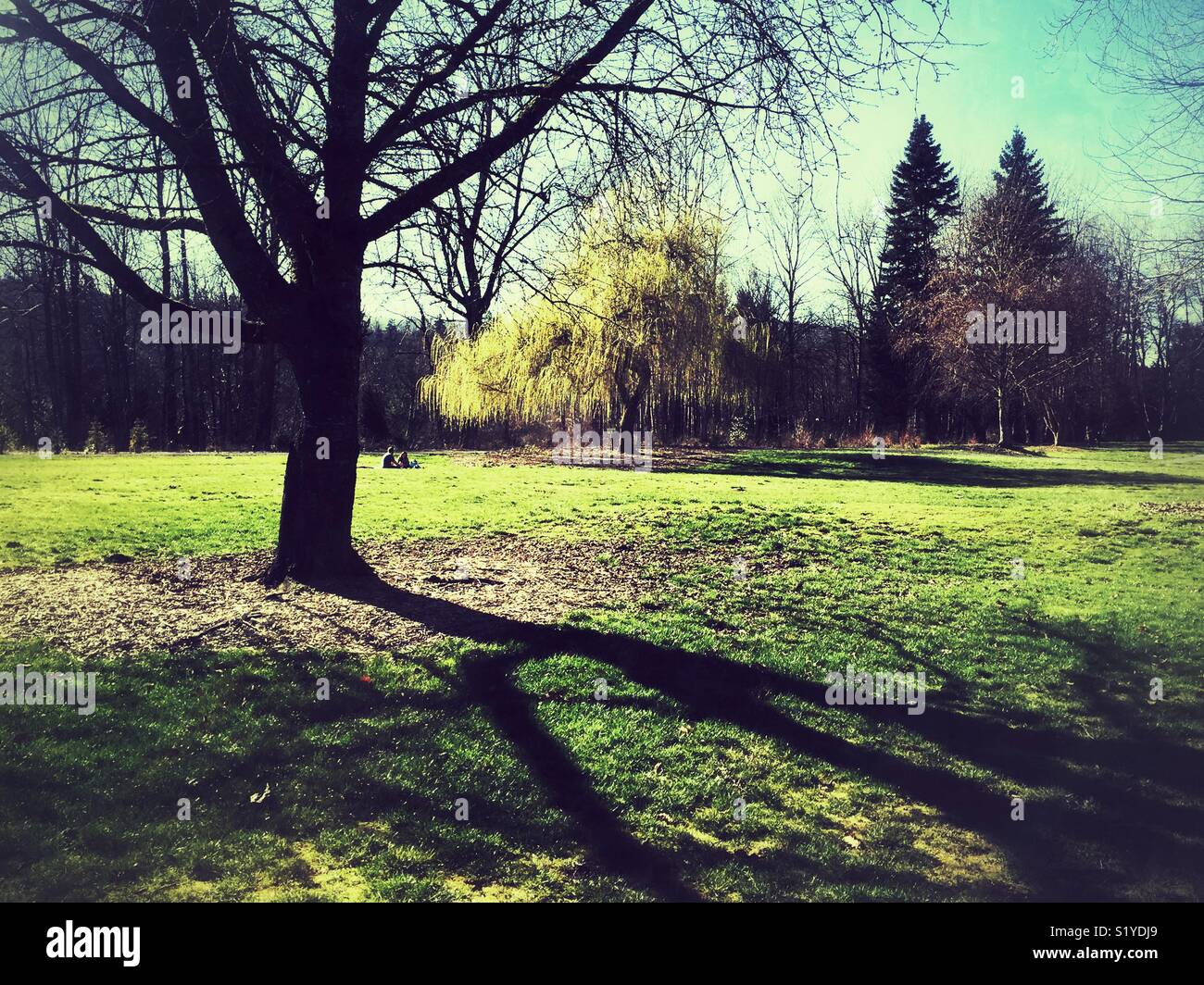 First signs of spring in city park in issaquah WA Stock Photo