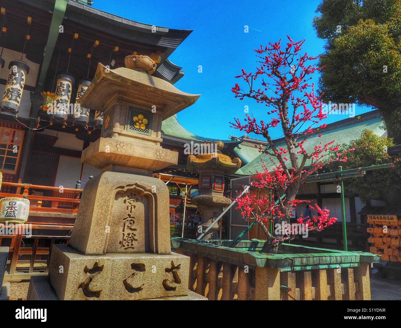 Early Cherry Blossoms in Japanese Shrine in Osaka - Smartphone Captured Stock Image