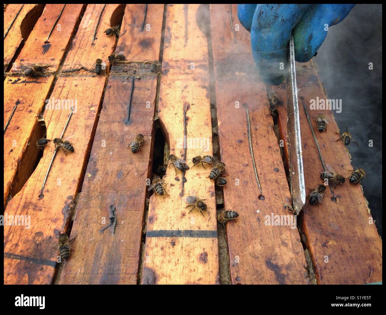 Honey bees on the hive, Catalonia, Spain. Stock Photo